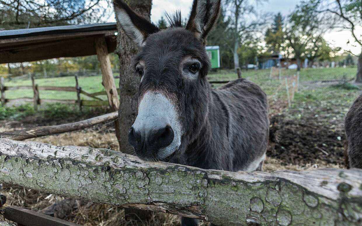 Esel auf Gut Boltenhof