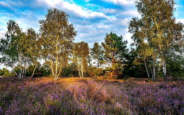 Blühende Heide im Wildnisgebiet Heidehof