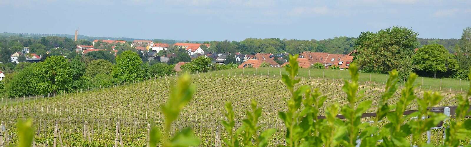 Werderaner Wachtelberg,
            
        
                Foto: TMB Tourismus-Marketing Brandenburg GmbH/Maria Falkenberg