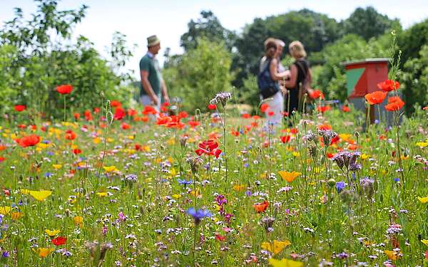 Blumenwiese im Sommer