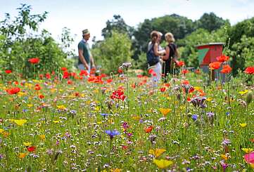 Blumenwiese im Sommer