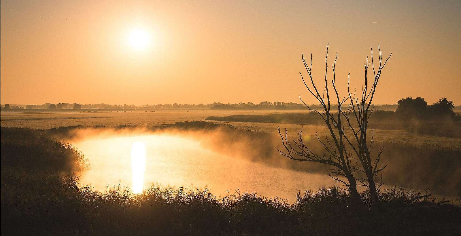 Blick auf die Elbe