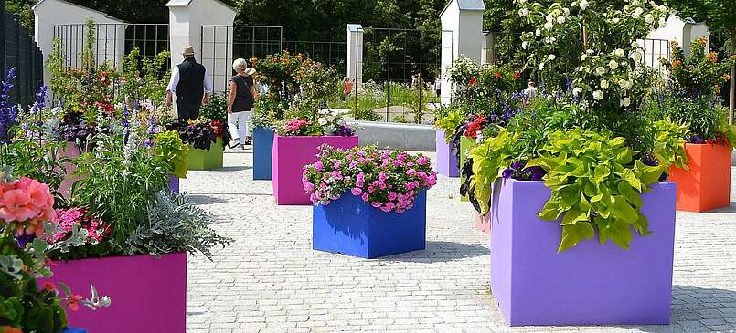 Entdeckt in Prenzlau: Schwarz blühende Sonnenblumen