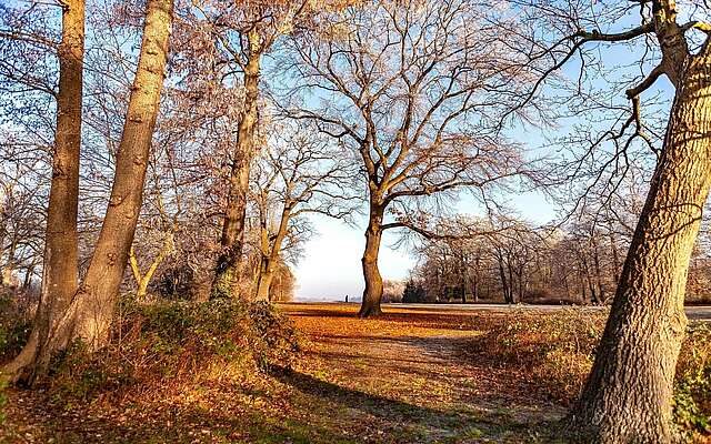 Jogger im Neuen Garten in Potsdam