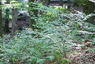 Durch die Natur mit Rangern