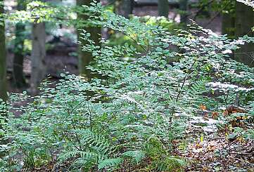 Ranger aus der Schorfheide
