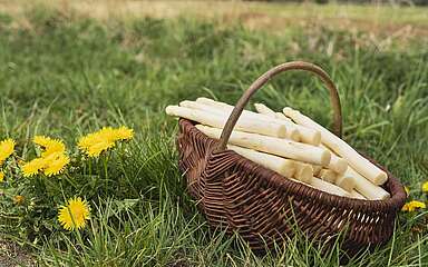 Spargel vom Syringhof in Beelitz