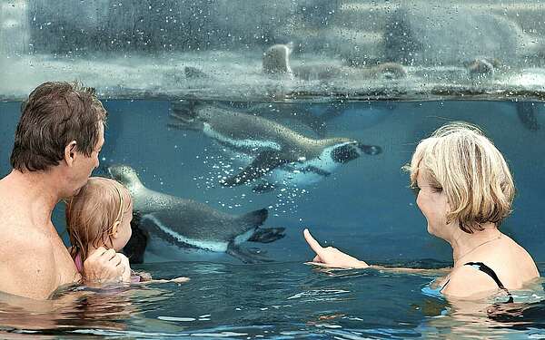 Baden mit Pinguinen