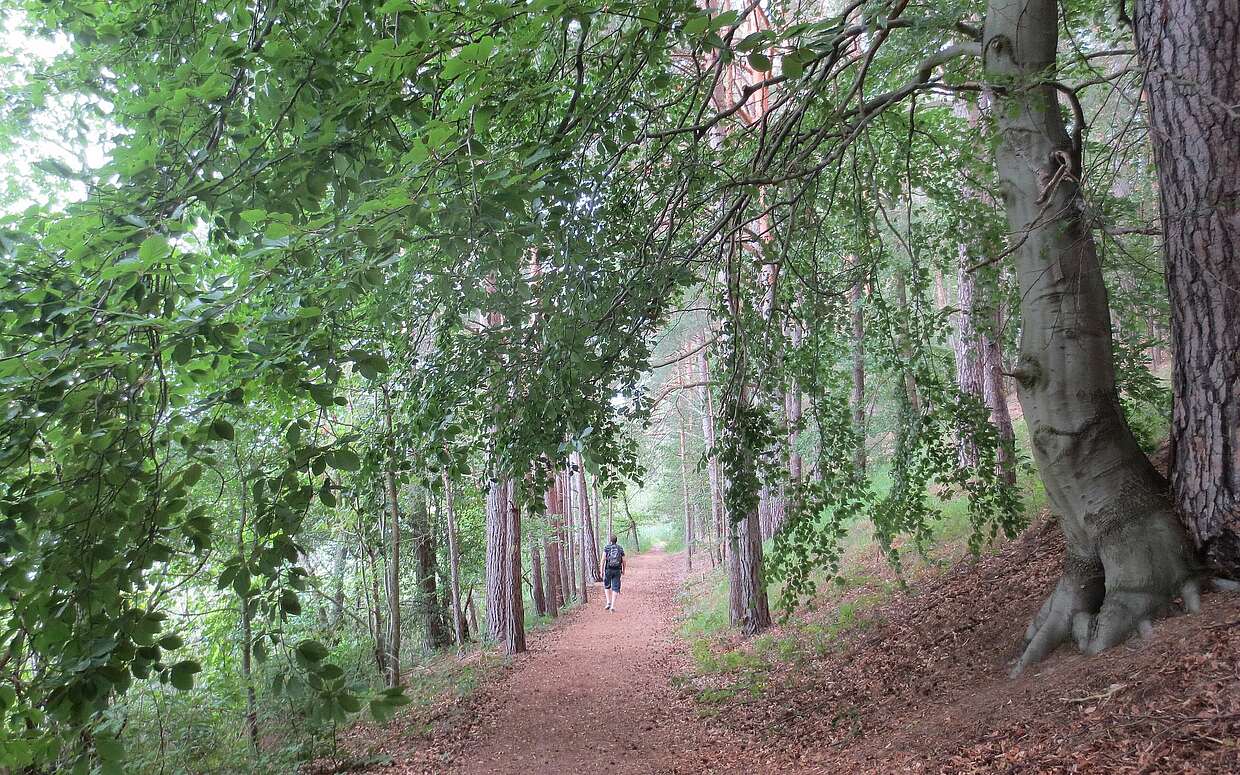 Ein Großteil der Wanderung führt durch den dichten Laubwald des Naturparks.