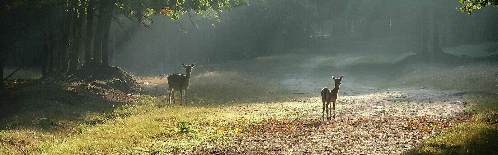 Wildgehege Glauer Tal,
            
        
                Foto: Landschafts-Förderverein Nuthe-Nieplitz-Niederung e.V./Kein Urheber bekannt