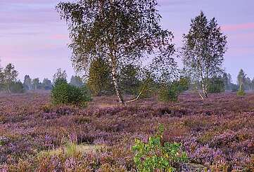 Entdecke die Heide