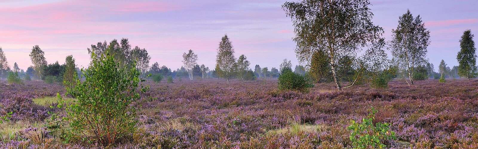 Dämmerung in der Reicherskreuzer Heide,
            
        
                Foto: Sebastian Hennigs/Sebastian Hennigs