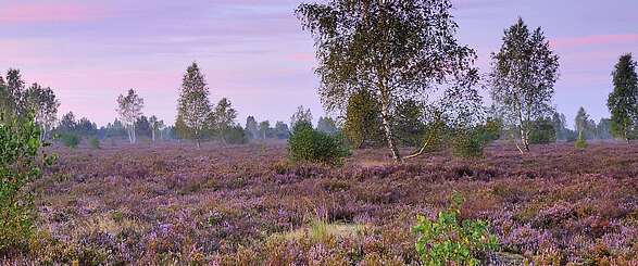 Dämmerung in der Reicherskreuzer Heide
