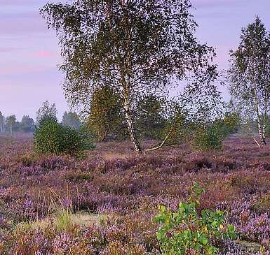 Dämmerung in der Reicherskreuzer Heide
