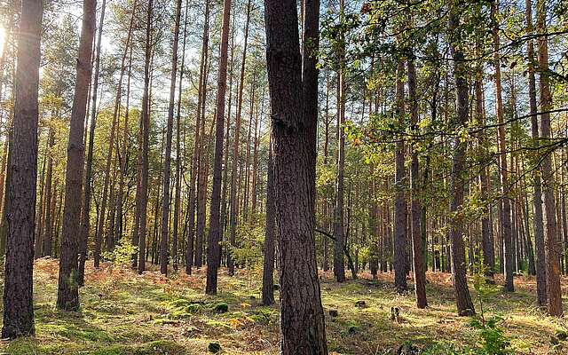 Waldspaziergang