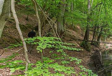 Wanderer im Schlaubetal
