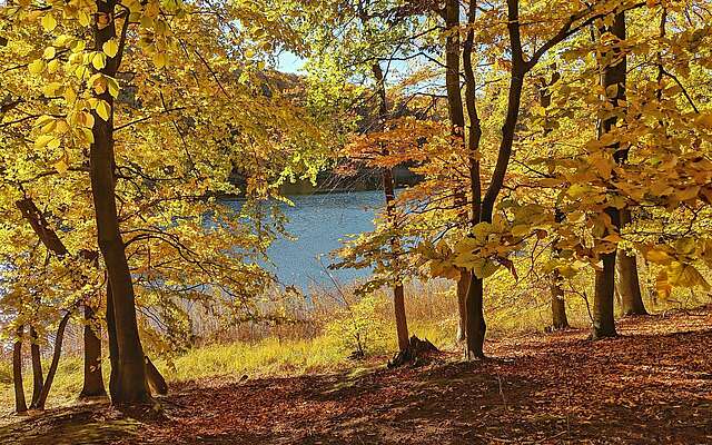 Wasserblick im Wald