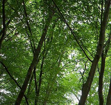 Schorfheide-Safari: mit dem Naturpark-Ranger auf Tour