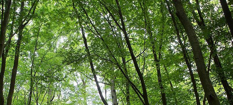 Schorfheide-Safari: mit dem Naturpark-Ranger auf Tour