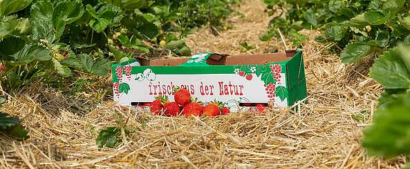 Obst in Brandenburg selbst pflücken
