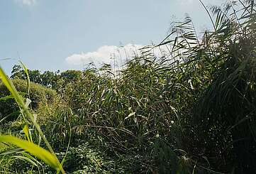 Radausflug im Grüne