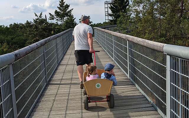 Unterwegs auf dem Baumkronenpfad