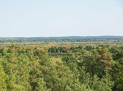 Blick auf Wald und Oder