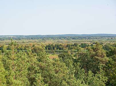 Blick auf Wald und Oder