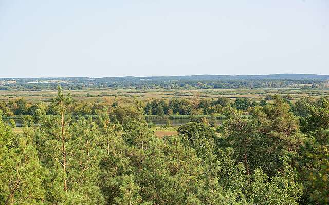 Blick auf Wald und Oder