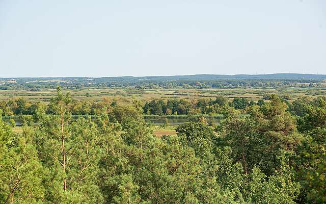 Blick auf Wald und Oder