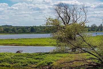 Blick auf die Wiesen im Oderbruch bei Hohenwutzen