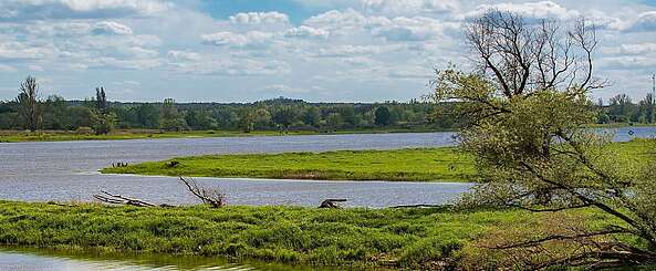 Blick auf die Wiesen im Oderbruch bei Hohenwutzen