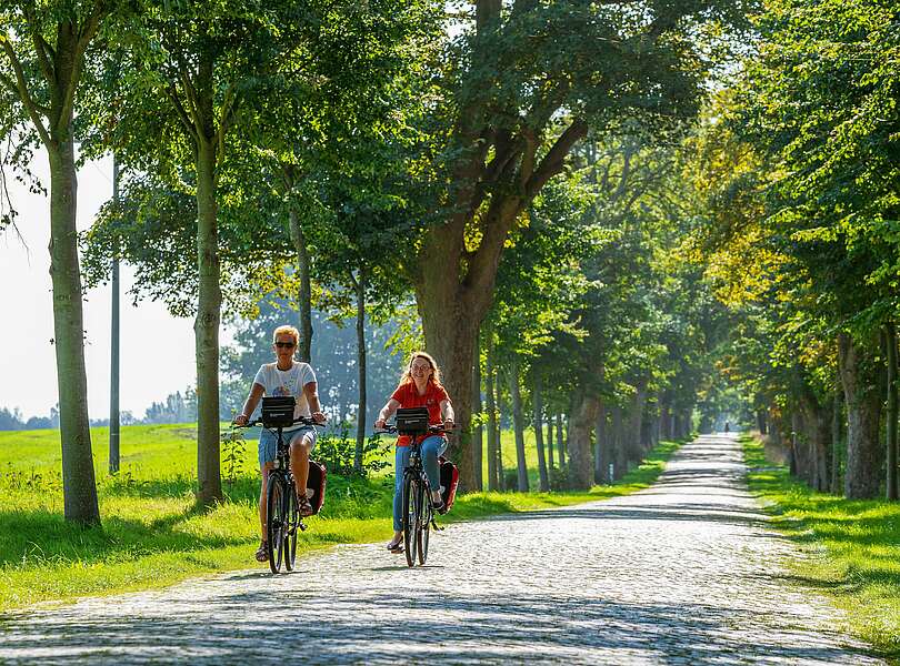 Radfahrerinnen auf einer Allee