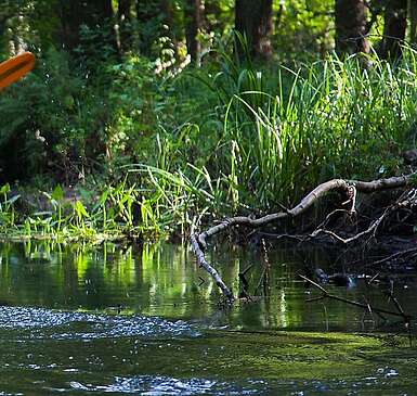 Paddeln im Spreewald
