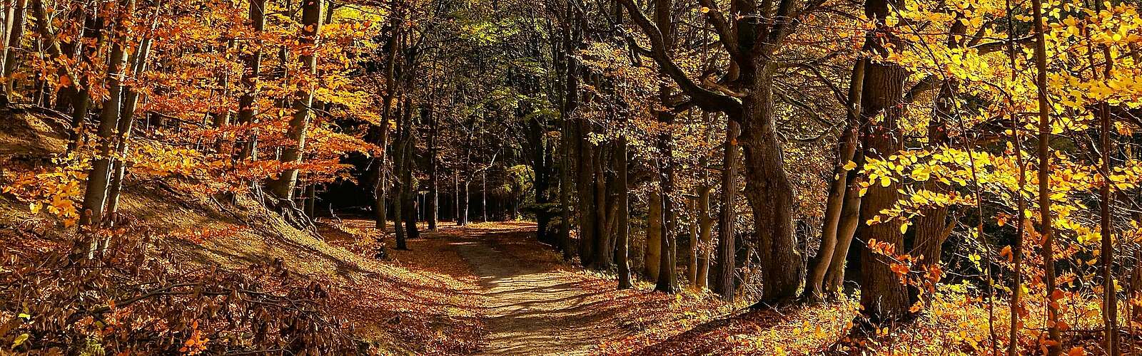 Wanderweg durch Grumsin,
            
        
                Foto: TMB Tourismus-Marketing Brandenburg GmbH/Antje Tischer