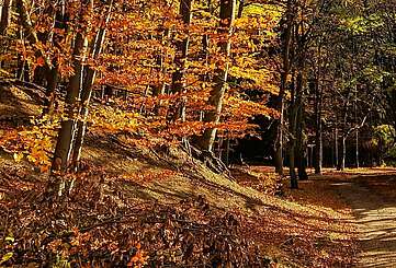 Indian Summer-Feeling im Buchenwald Grumsin