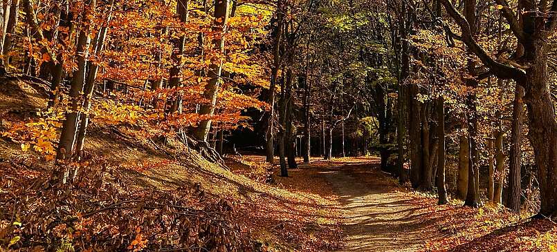 Indian Summer-Feeling im Buchenwald Grumsin