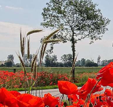 Havelbus in der Natur