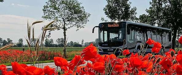 Havelbus in der Natur