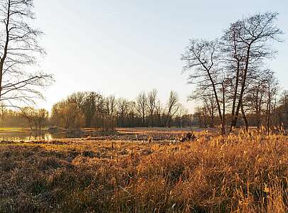 Winterlicher Spreewald zwischen Lübbenau und Lehde