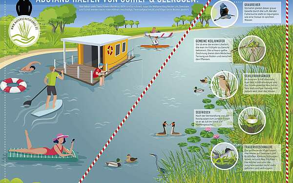 Infografik der Naturwacht - Abstand halten von Schilf und Seerosen