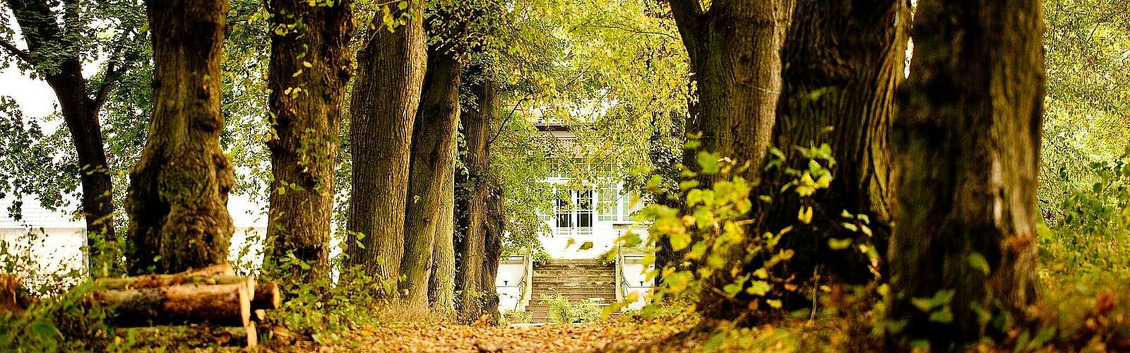 Allee zum Gut Boltenhof,
            
        
                Foto: Gut Boltenhof/Kein Urheber bekannt