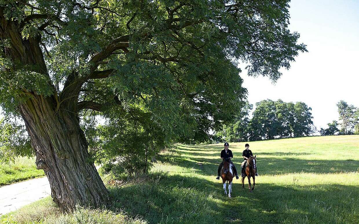 Reiten in der Uckermark