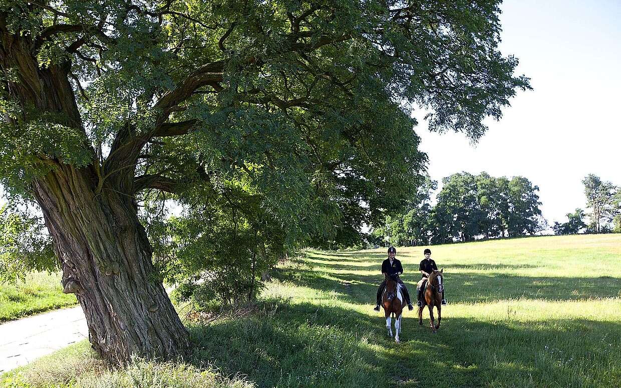 Reiten in der Uckermark