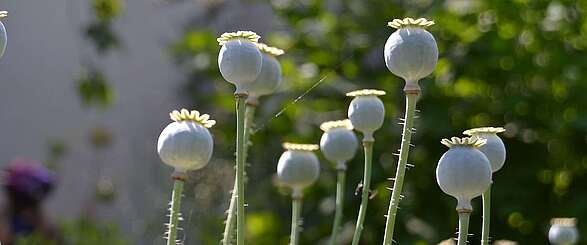 Mohnknospen