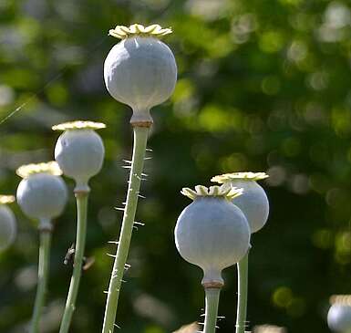 Mohnknospen