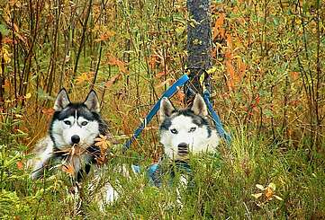 Wandern in tierischer Begleitung