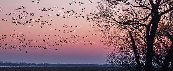 Vogelzug bei Sonnenuntergang
