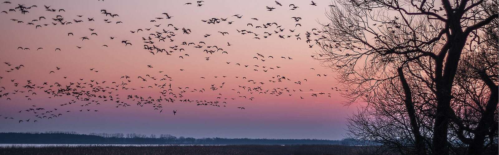 Vogelzug bei Sonnenuntergang,
            
        
                Foto: TMB Tourismus-Marketing Brandenburg GmbH/Tom Radziwill