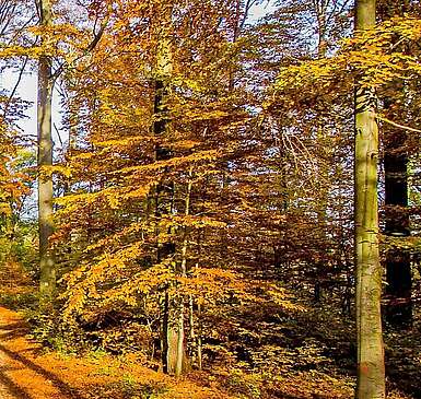 Wandern "Rund um die Schorfheide"
